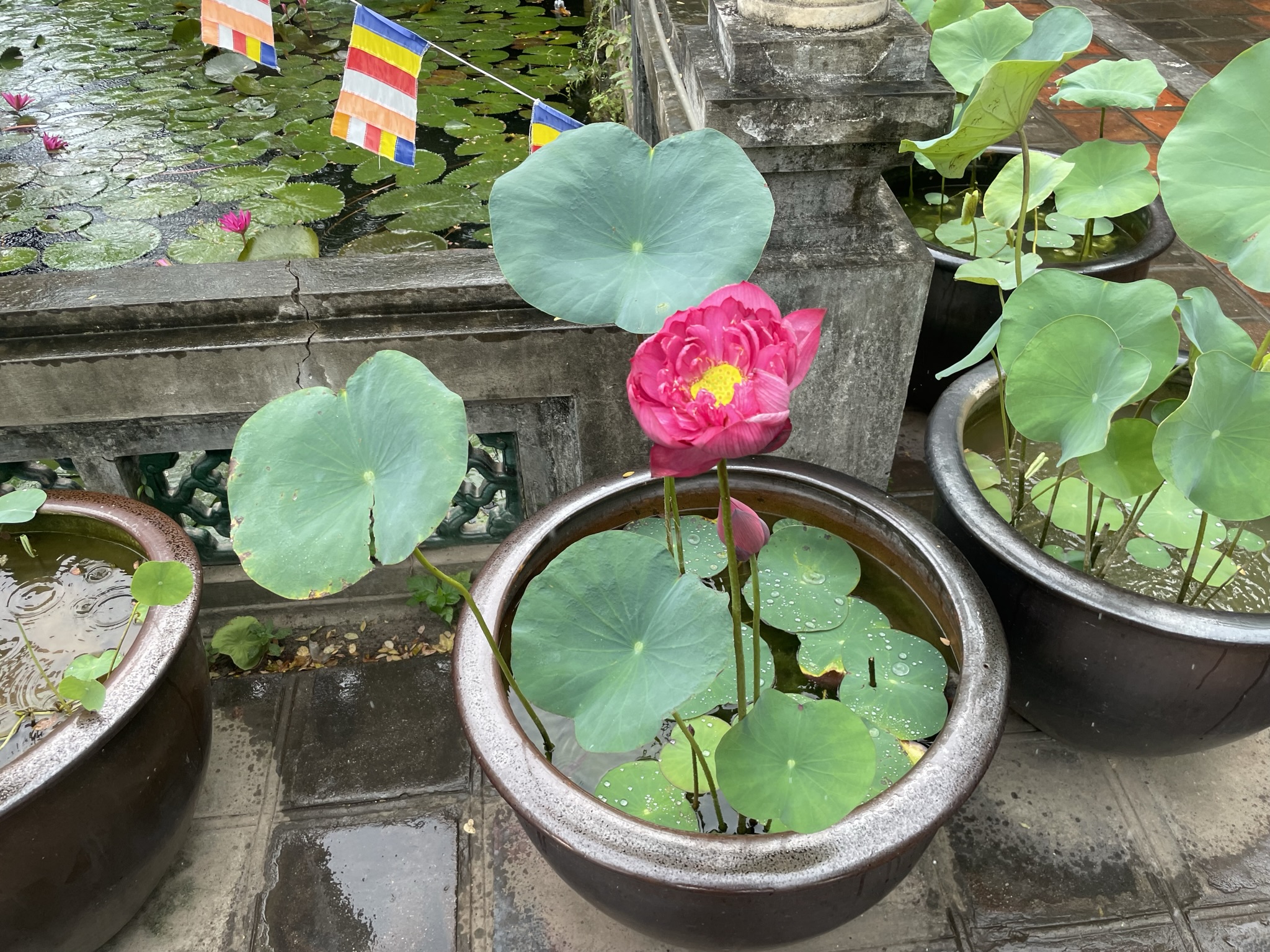 一柱寺の蓮の花
