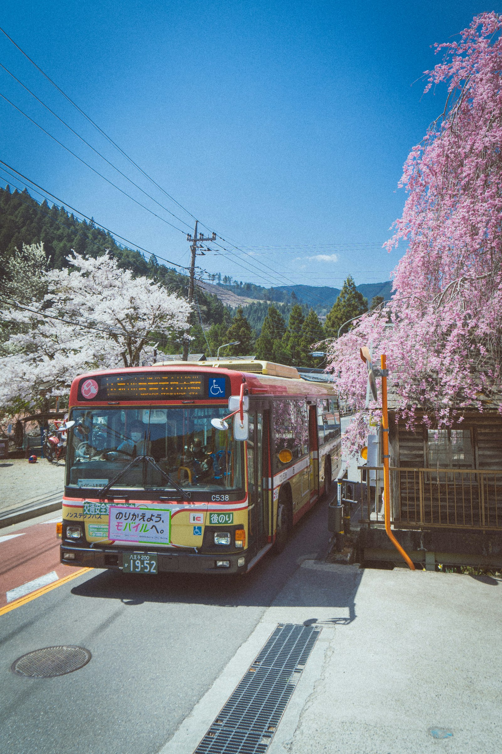 桜の木の隣を走る日本のバス
